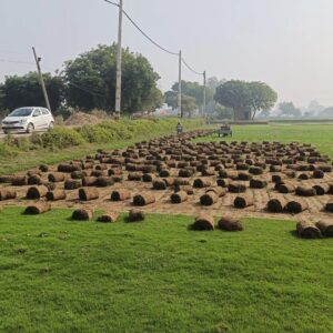 Balaji Nursery for Natural Lawn Grass in India