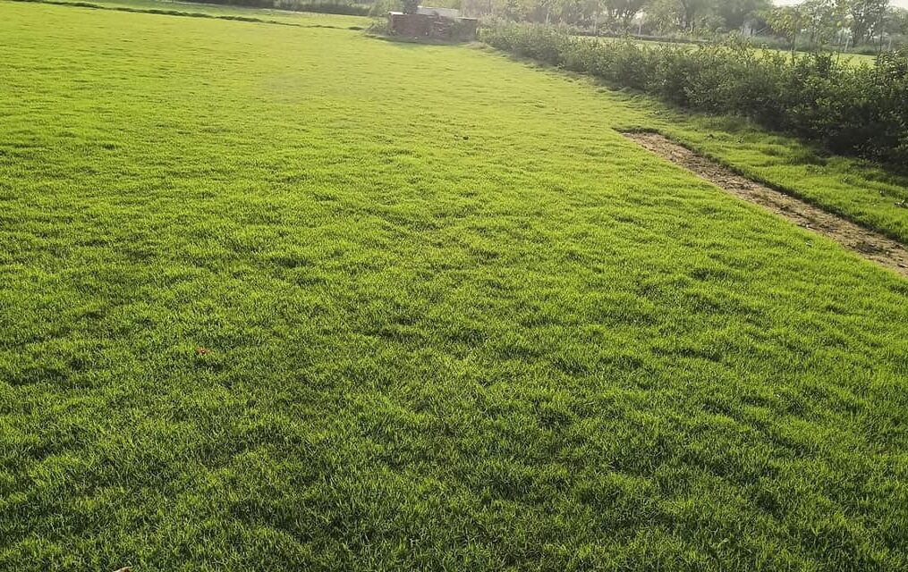 Zoysia matrella | Natural Zoysia Grass | Fine Lawn Grass | Soft Carpet Turf | Zoysia matrella Supplier | Zoysia Lawn in Bulk