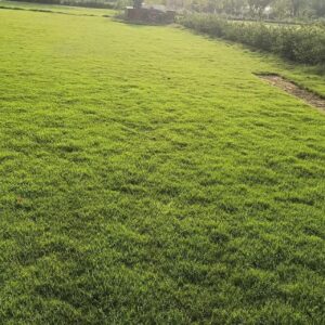 Close-up view of Zoysia Matrella grass carpet showing fine blades and lush green color