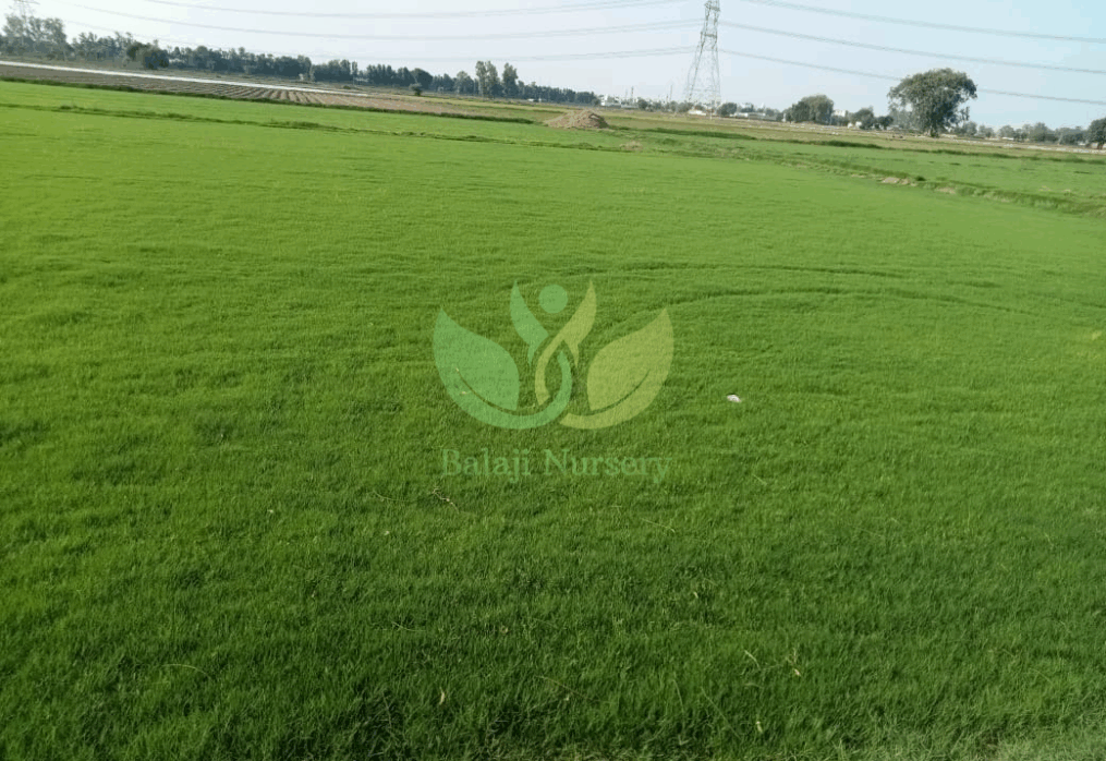 Natural Lawn Grass in Aurangabad Cantonment | Wholesale Natural Lawn Grass | Lawn Grass Carpet | Natural Lawn Grass | Natural Lawn Grass Supplier | Natural Grass in Bulk | Natural Lawn Grass Wholesale Price | Buy Natural Lawn Grass in Aurangabad Cantonment