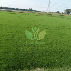 Natural Lawn Grass in Delhi