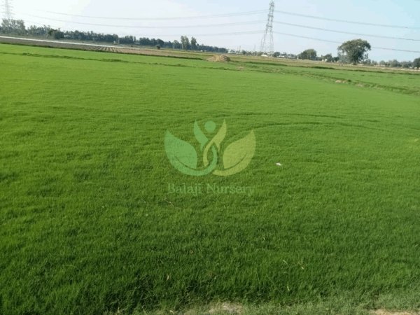 Natural Lawn Grass in Delhi