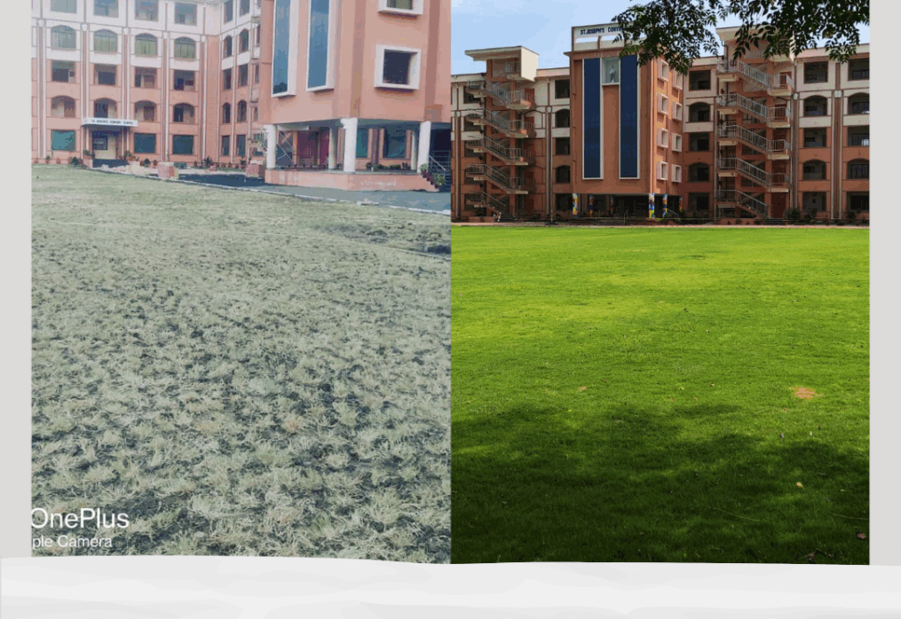 How to grow natural lawn grass at home in India