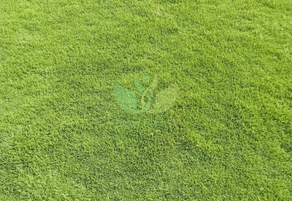 Buy fresh lawn grass Gurgaon