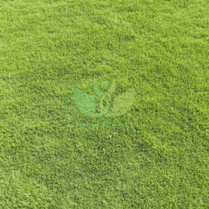 Natural Lawn Grass in Delhi