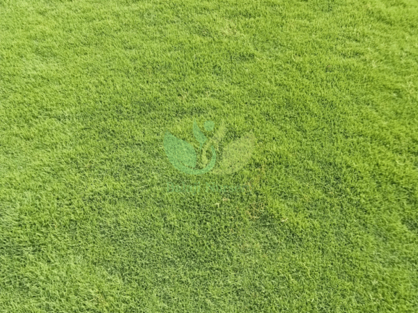 Natural Lawn Grass in Delhi