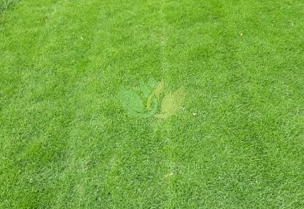 Natural Lawn Grass in Ghevra, Delhi | Wholesale Natural Lawn Grass | Lawn Grass Carpet | Natural Lawn Grass | Natural Lawn Grass Supplier | Natural Grass in Bulk | Natural Lawn Grass Wholesale Price | Buy Natural Lawn Grass in Ghevra, Delhi