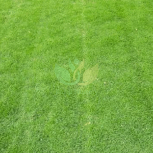 Natural Lawn Grass in Delhi
