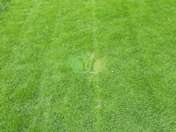 Natural Lawn Grass in Delhi