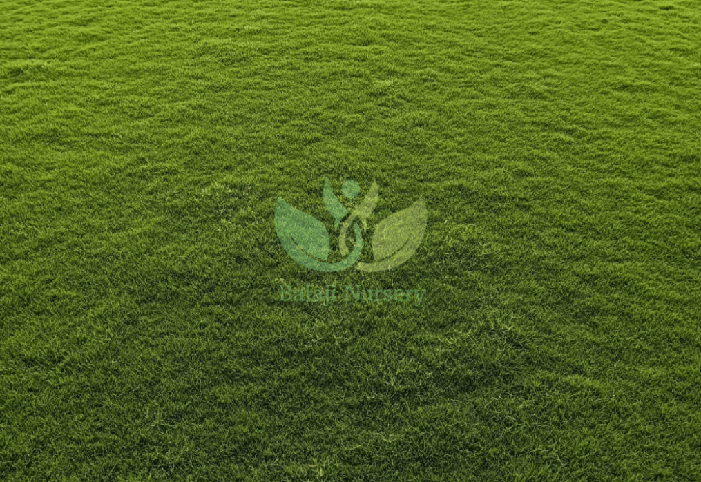 Natural Lawn Grass in Siras Pur, Delhi | Wholesale Natural Lawn Grass | Lawn Grass Carpet | Natural Lawn Grass | Natural Lawn Grass Supplier | Natural Grass in Bulk | Natural Lawn Grass Wholesale Price | Buy Natural Lawn Grass in Siras Pur, Delhi