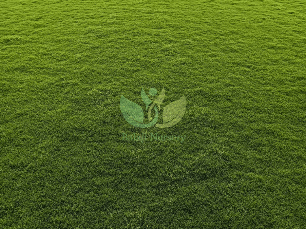 natural lawn grass supplier