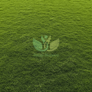 natural lawn grass supplier