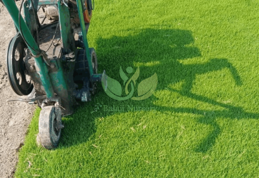 7 Reasons to Buy from Balaji Nursery (Instead of Local Vendors)