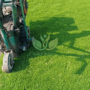 Balaji Nursery for Natural Lawn Grass in India