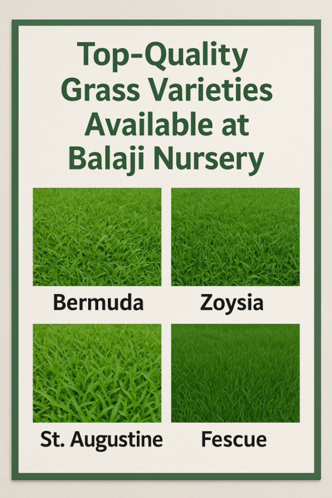Top-Quality Grass Varieties Available at Balaji Nursery