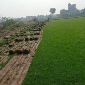 Balaji Nursery for Natural Lawn Grass in India