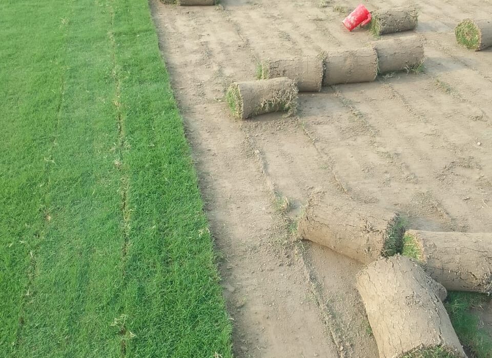 Which Lawn Grass Is Best for Your Area? (Balaji Recommendations by Region)