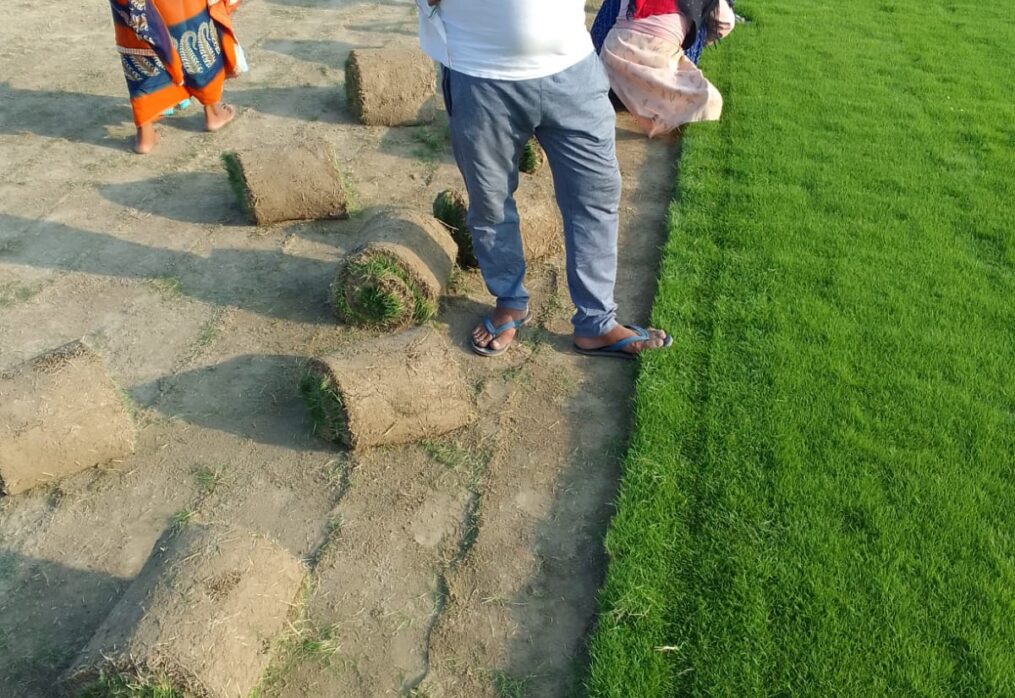 Top 10 FAQs About Lawn Grass in India – Answered by Balaji Nursery