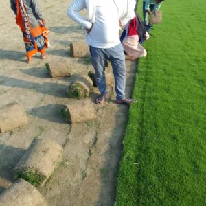 Balaji Nursery for Natural Lawn Grass in India