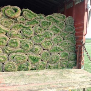 cheapest natural lawn grass in Delhi