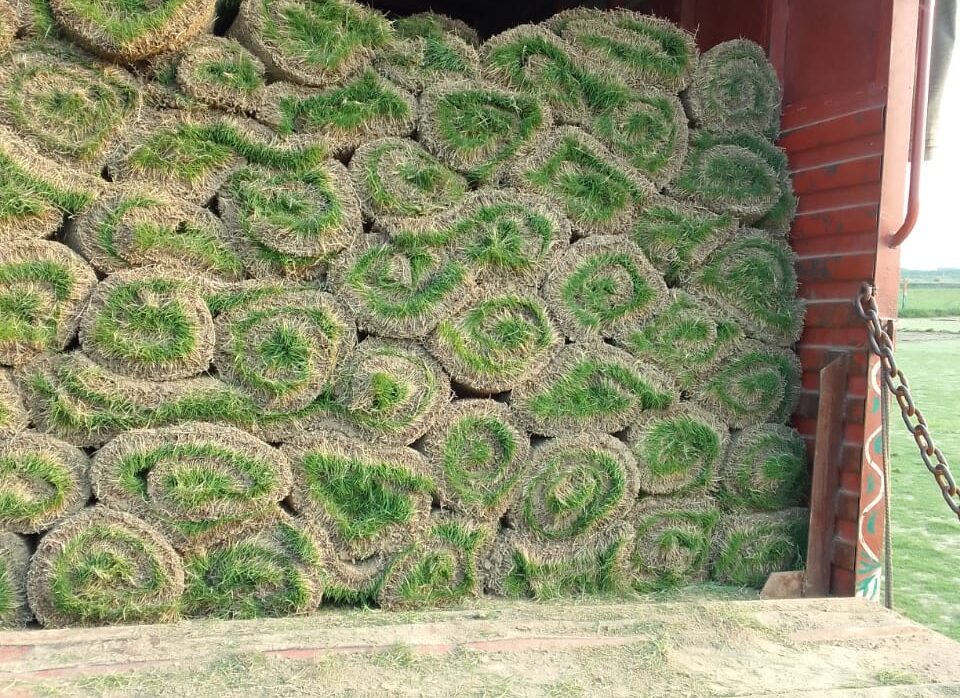 Why Balaji Nursery Is India’s Trusted Lawn Grass Supplier