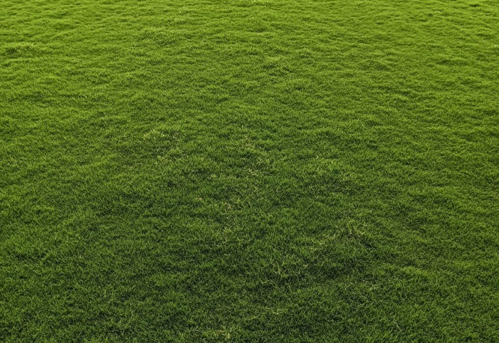 Natural Lawn Grass in Zirakpur, Punjab | Wholesale Natural Lawn Grass | Lawn Grass Carpet | Natural Lawn Grass | Natural Lawn Grass Supplier | Natural Grass in Bulk | Natural Lawn Grass Wholesale Price | Buy Natural Lawn Grass in Zirakpur, Punjab