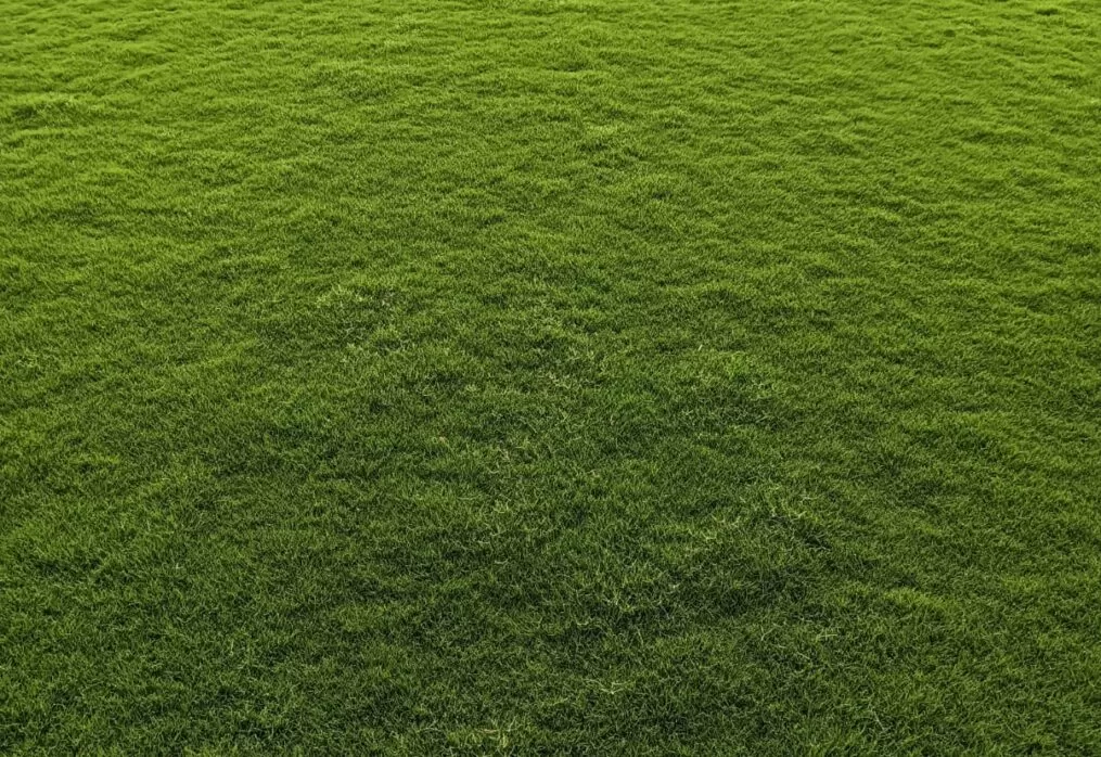 Natural Lawn Grass in VIP Road Zirakpur, Punjab | Wholesale Natural Lawn Grass | Lawn Grass Carpet | Natural Lawn Grass | Natural Lawn Grass Supplier | Natural Grass in Bulk | Natural Lawn Grass Wholesale Price | Buy Natural Lawn Grass in VIP Road Zirakpur, Punjab
