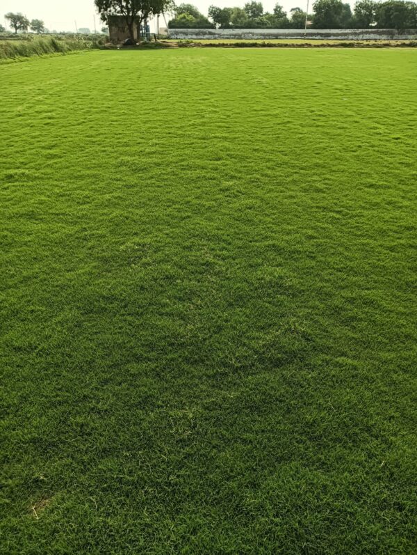 Balaji Nursery for Natural Lawn Grass in India