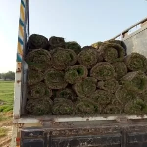 Zoysia Japonica grass