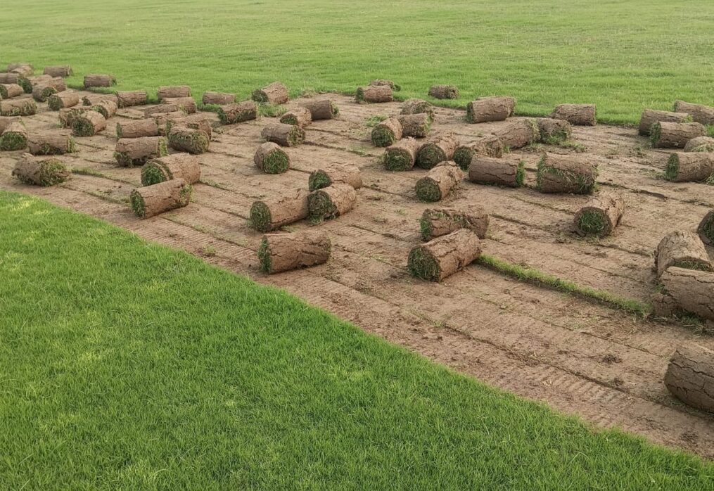 Buy lawn grass in Delhi NCR