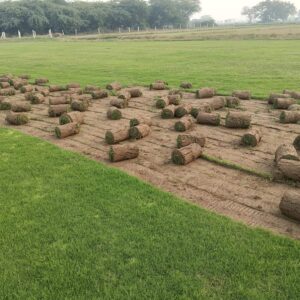 Balaji Nursery for Natural Lawn Grass in India