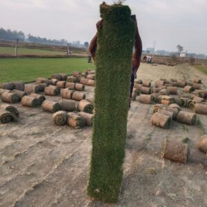 Natural Lawn Grass in Haryana