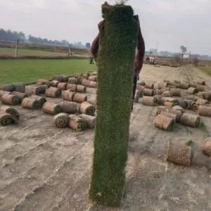 Natural Lawn Grass in Haryana