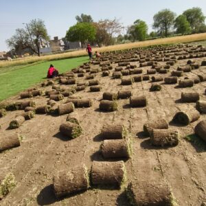 Want to buy natural grass in Delhi? Learn what to check before buying sod rolls. Explore expert tips and discover trusted suppliers like Balaji Nursery in 2025.