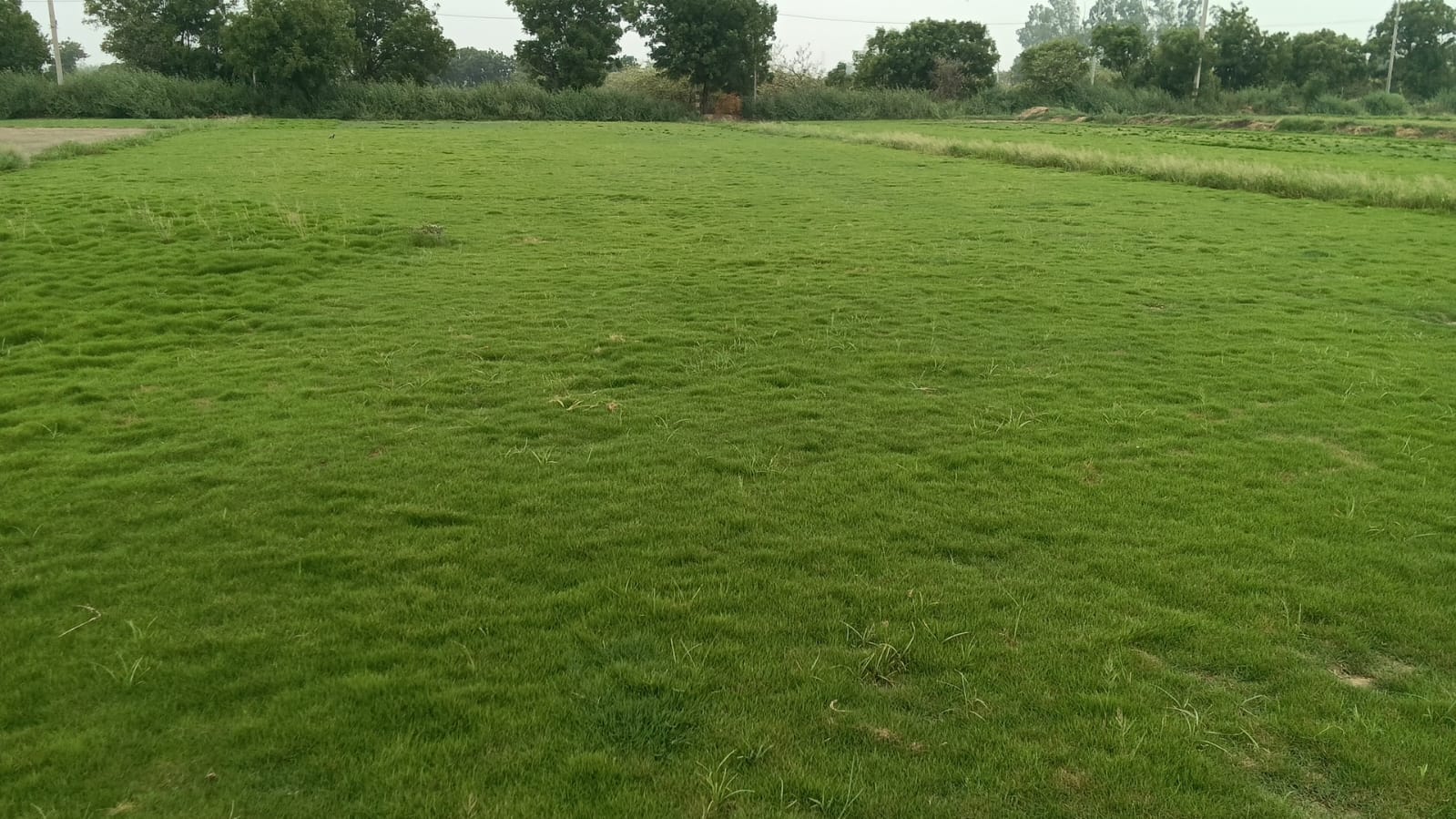 Zoysia Matrella lawn grass laid in a private villa garden landscape