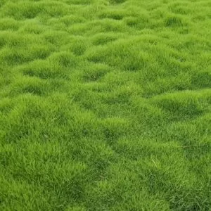 Rolled turf of Zoysia Matrella grass carpet ready for shipment across India