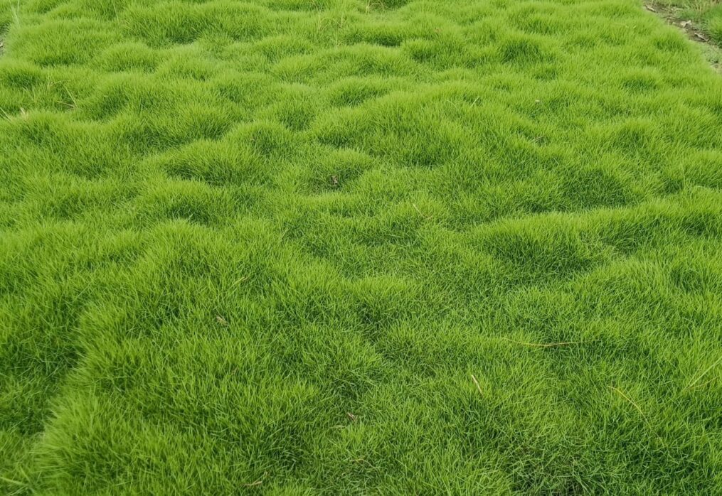 The Truth About No‑Mow Lawns: Myths vs. Facts