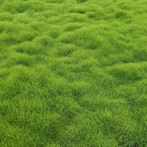 no-mow lawn care tips