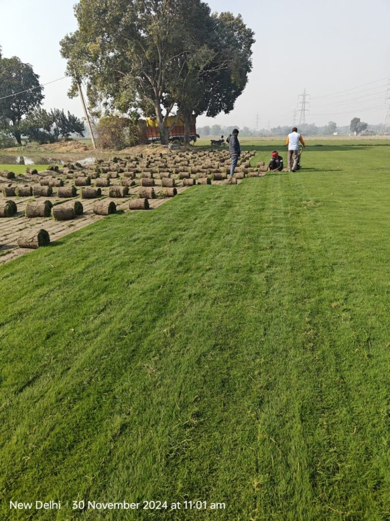 shade-tolerant no-mow grass