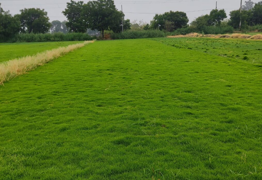 Looking for a Natural Grass Supplier in Delhi? Here’s What to Know Before You Buy