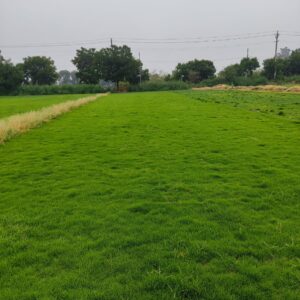 Natural Grass Supplier in Delhi