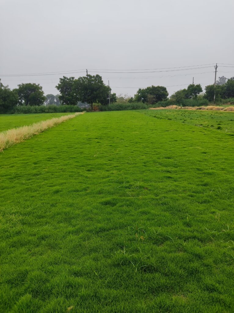 myths about no-mow grass