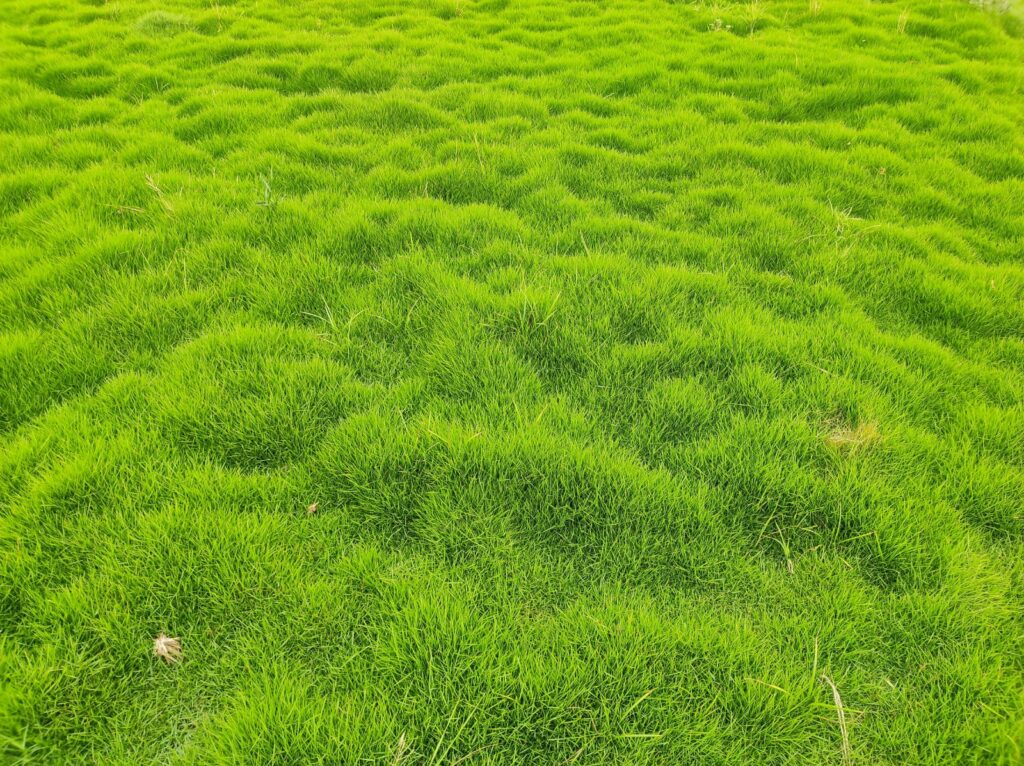 Nilgiri Grass – Uses, Benefits & Landscaping Guide