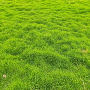 Buy Natural Lawn Grass in Gurgaon, Haryana from Best Wholesale Supplier at lowest Price