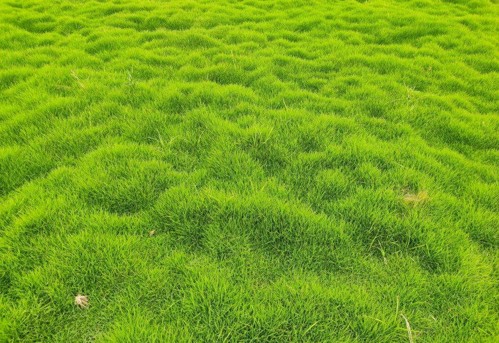 No‑Mow Grass for Shady Areas: Best Options and Tips