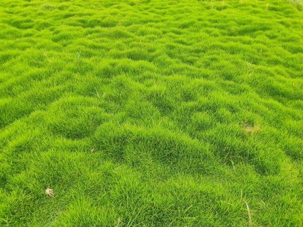 Buy Natural Lawn Grass in Gurgaon, Haryana from Best Wholesale Supplier at lowest Price