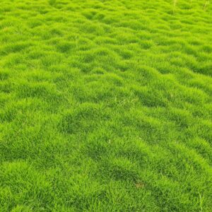 Natural Lawn Grass Supplier Delhi