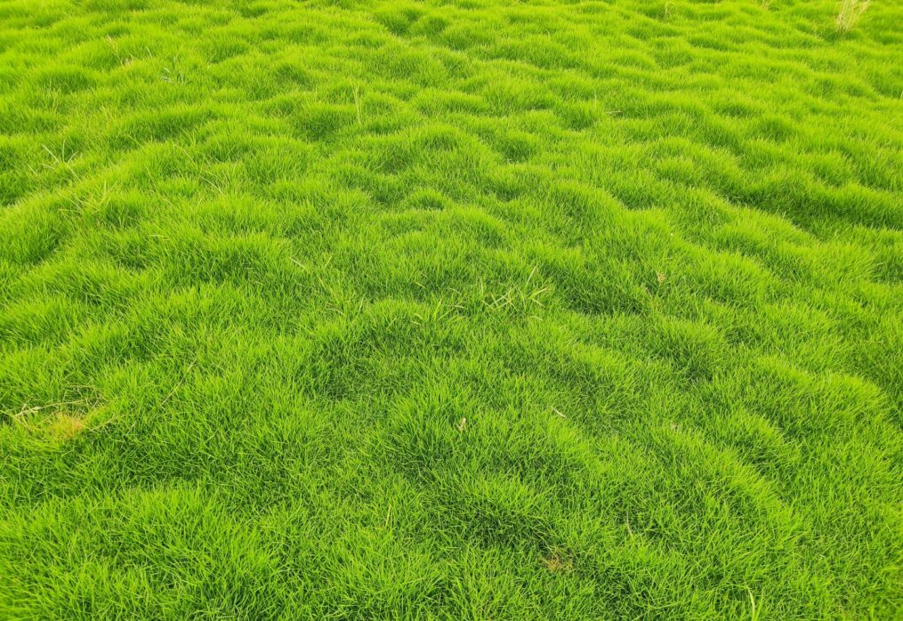 Farmhouse Lawn Grass  | Natural Lawn Grass for Home & Garden  | Balaji Nursery