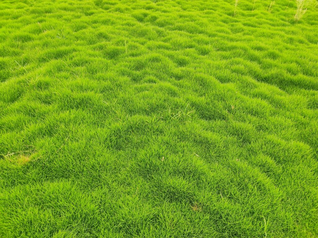  lawn grass suppliers in Delhi