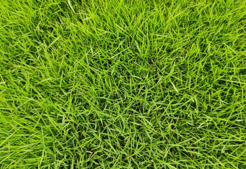 Top Natural Lawn Grass Suppliers in Delhi You Can Trust in 2025